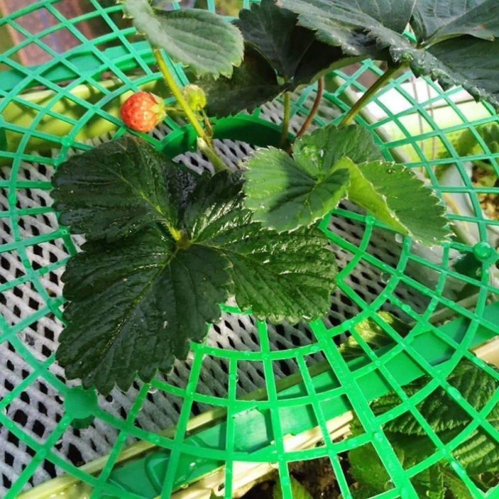 Підставка для полуниці